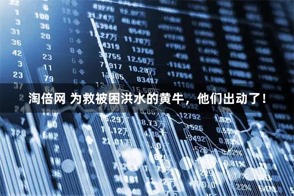 淘倍网 为救被困洪水的黄牛，他们出动了！